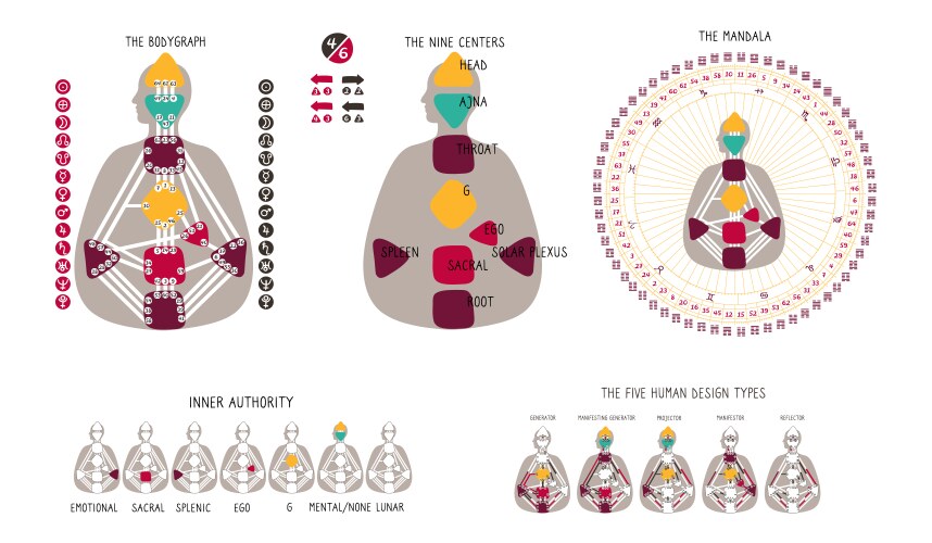 Human Body Graph Chart – Royalty-Free Vector | VectorStock