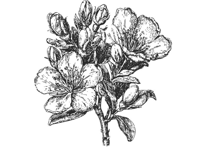 Black and White Cherry Blossom Sketch Vector Image