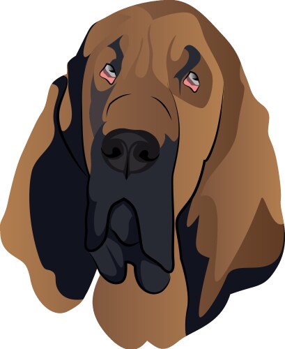 Bloodhound Portrait Vector Image