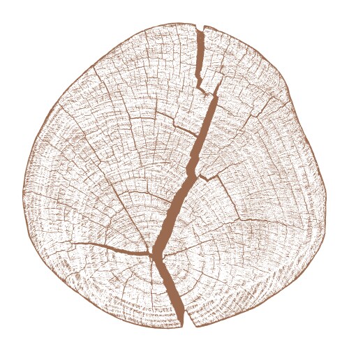 Wood texture of cutted tree trunk Royalty Free Vector Image
