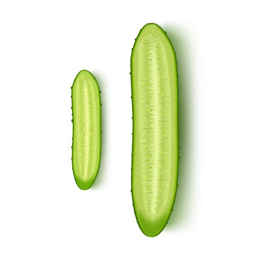 realistic small and big fresh green cucumbers vector image