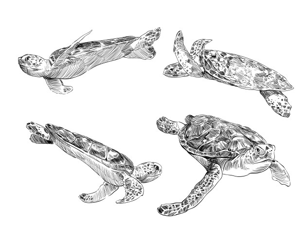 Sea turtle black and white drawing Royalty Free Vector Image