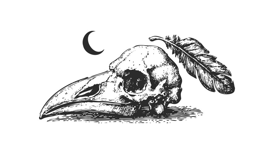 Bird Skull with Crescent Moon Sketch Vector Image