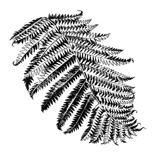 Hand-Drawn Branch Fern Vector Image