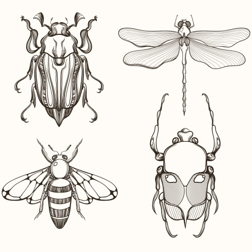 Scarab Beetle & Insect Sketch Vector Image
