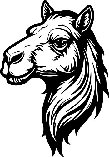 Camel head on a white background wildlife animals Vector Image