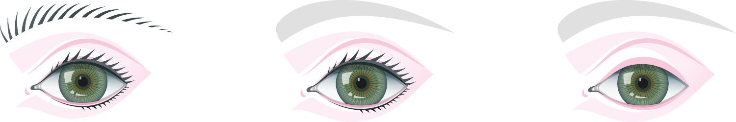 eye and brow template for studying teaching vector