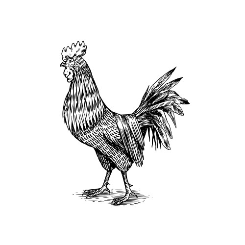 Rooster bird and nest with eggs hand drawn hen Vector Image