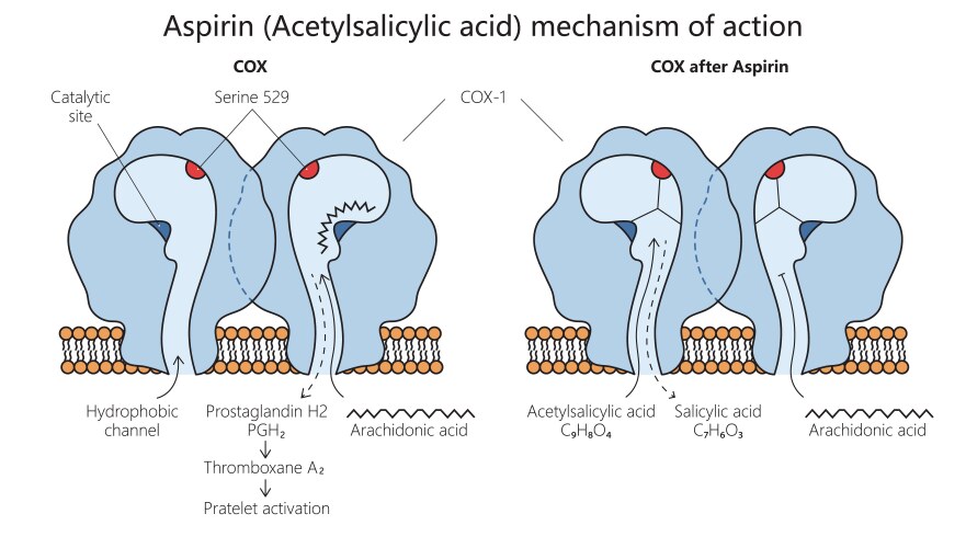 acetylsalicylic acid action diagram medical scienc vector image