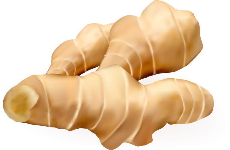 Isolated Ginger Root Vector Image