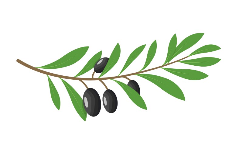 Olive Branch Isolated Leaf Vector Image