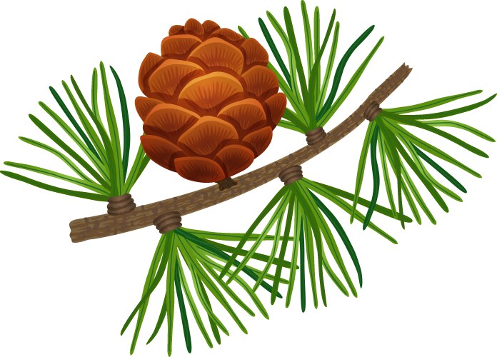 Realistic pine trees set Royalty Free Vector Image