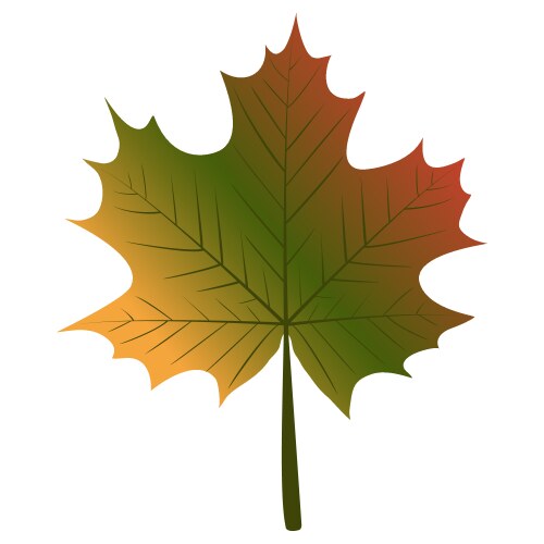 Realistic red maple leaf Royalty Free Vector Image