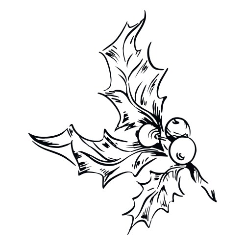 Mistletoe leaves black and white Vector Image