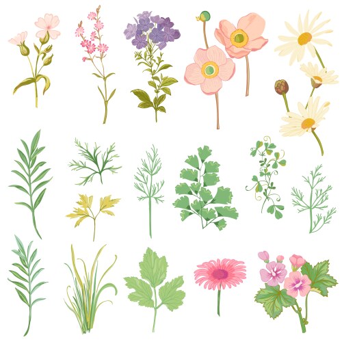 Watercolor Floral Herbs Set Vector Image