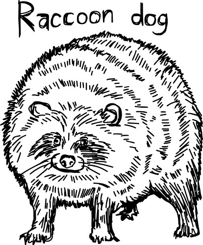 Raccoon Dog Sketch Vector Image