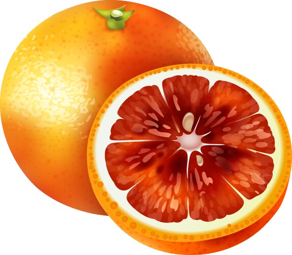 Realistic orange fruit Royalty Free Vector Image