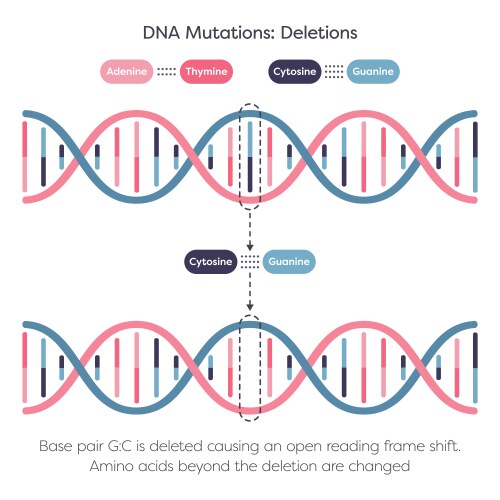 Single nucleotide polymorphism snps dna mutation Vector Image