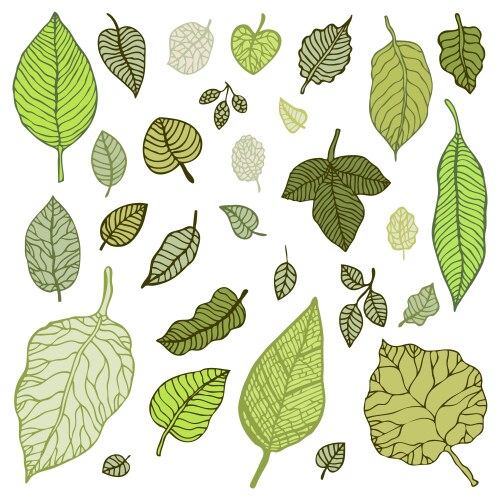 green leaves set vector image