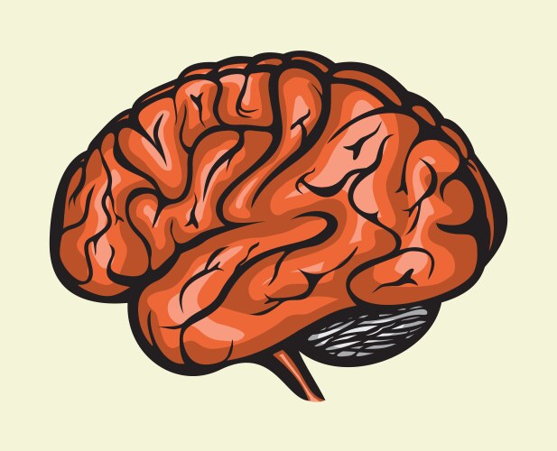 Human brain Royalty Free Vector Image - VectorStock
