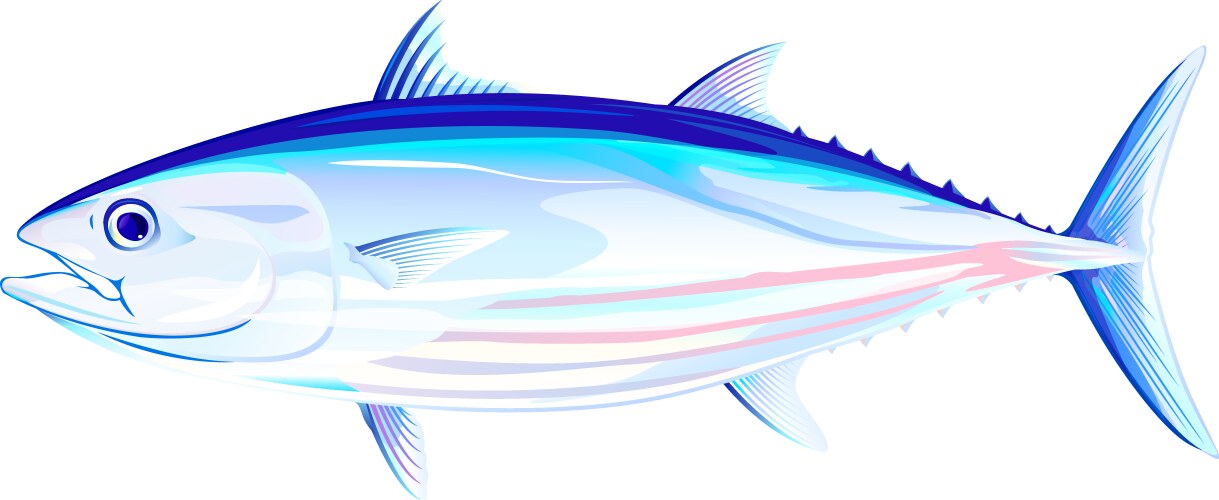 Skipjack Tuna Fish - Side View – Royalty-Free Vector | VectorStock