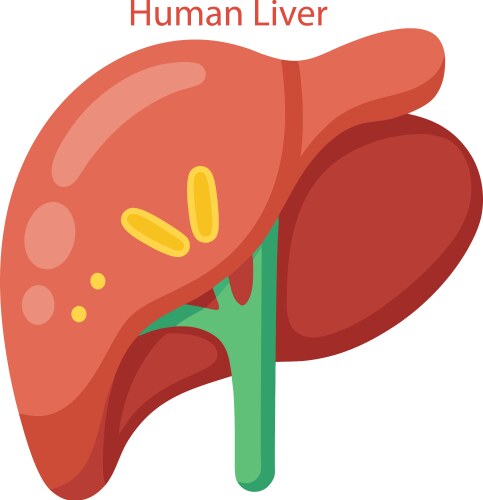 Human Liver Anatomy Diagram – Royalty-Free Vector | VectorStock