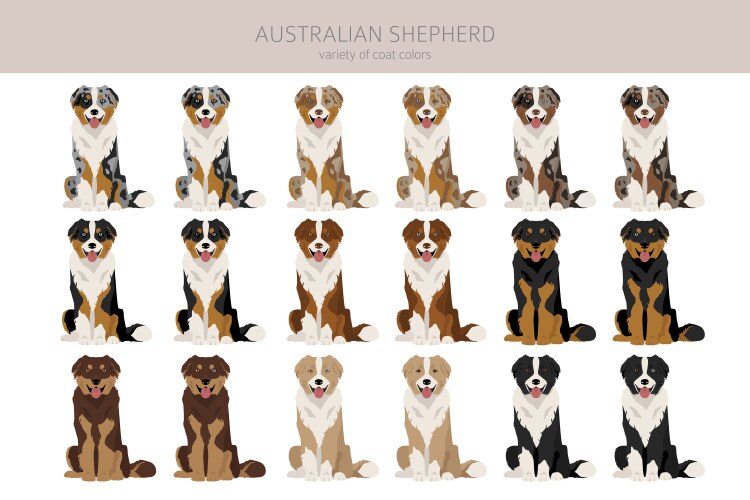 Australian shepherd clipart coat colors aussie Vector Image