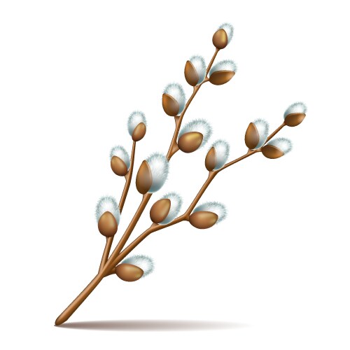 spring twigs easter blossom pussy willow tree vector image