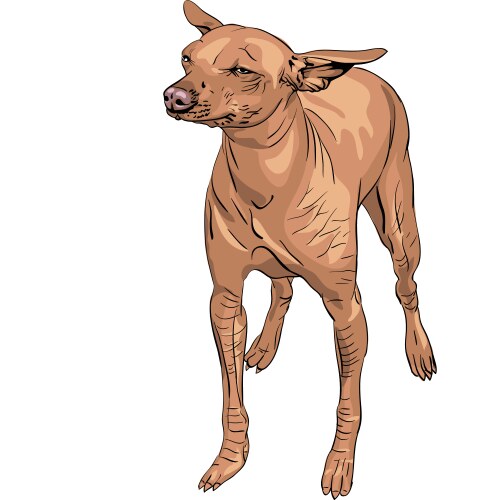 Mexican hairless dogs vector image