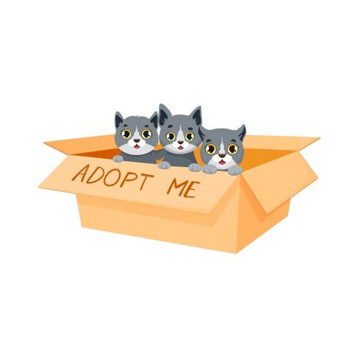 adopt a cat cute kittens sitting in carton box vector image