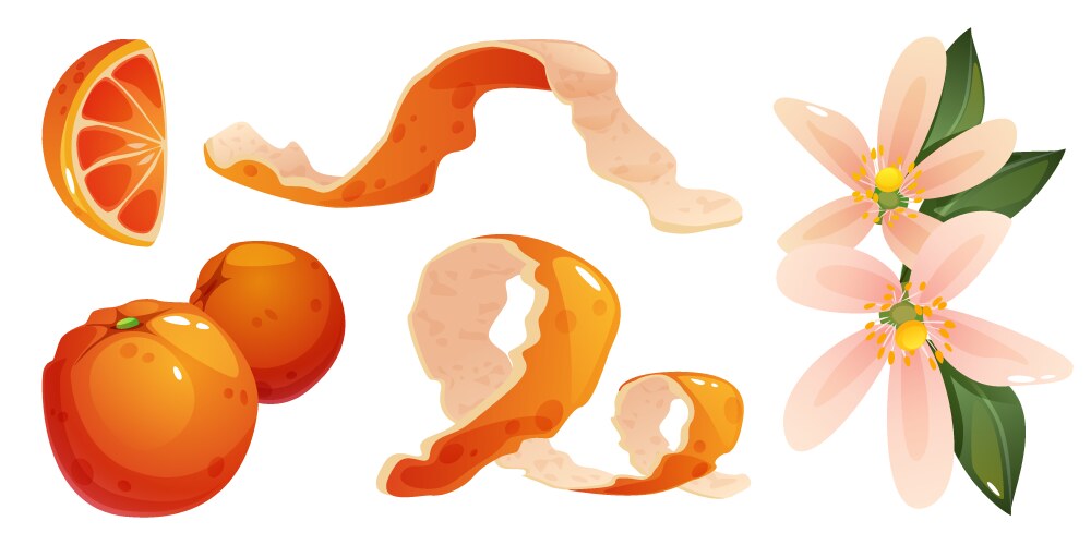 Orange fruit elements set Royalty Free Vector Image