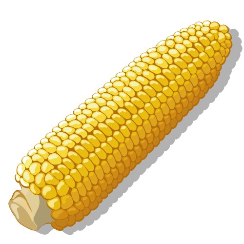 Sweet golden ripe corn Royalty Free Vector Image