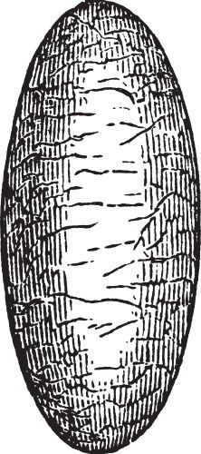 Parasite wasp cocoon vintage Vector Image