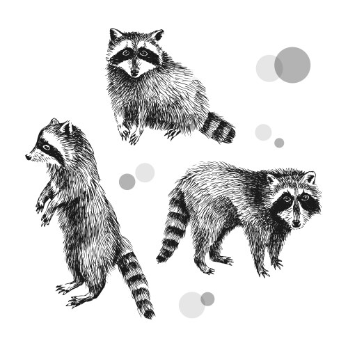 Three Charming Raccoon Sketches Vector Image