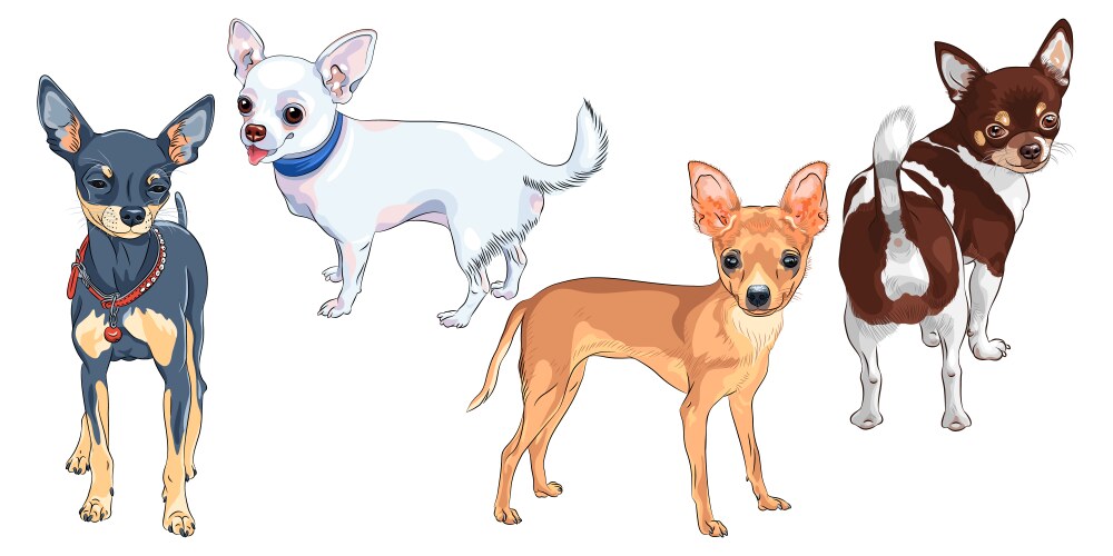 Smiling Chihuahua Dog Sketch Vector Image