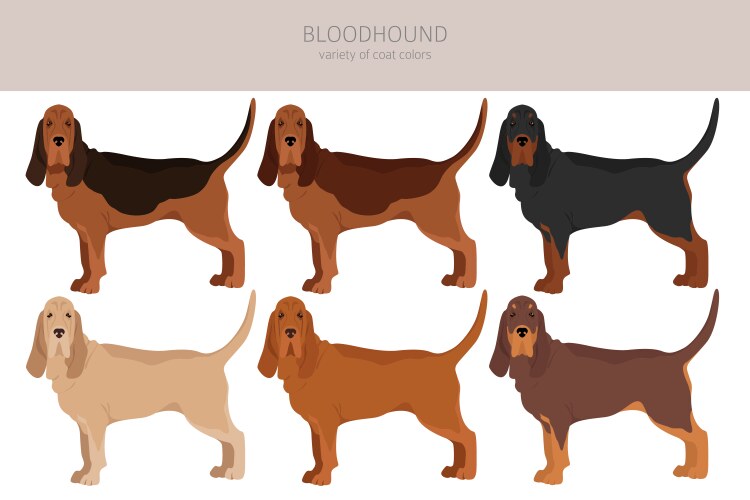 Bloodhound Dog Clipart - All Coat Colors Vector Image