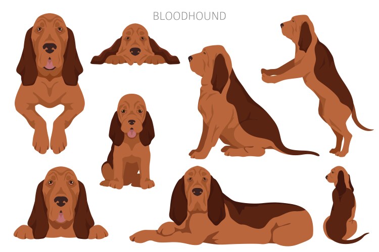 Bloodhound dog clipart all coat colors set Vector Image