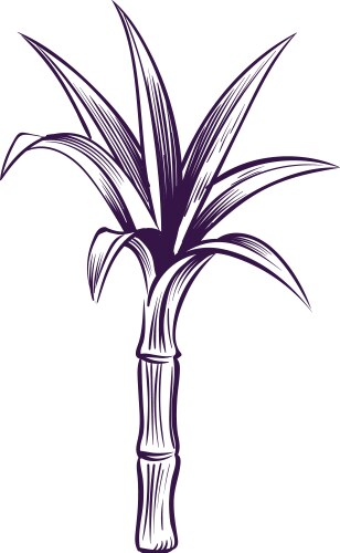 Sugar cane sketch hand drawn plant Vector Image
