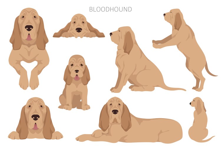 Bloodhound dog clipart all coat colors set Vector Image