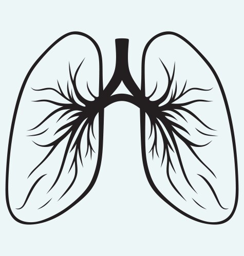 Hand drawn lungs doodle style internal organs Vector Image