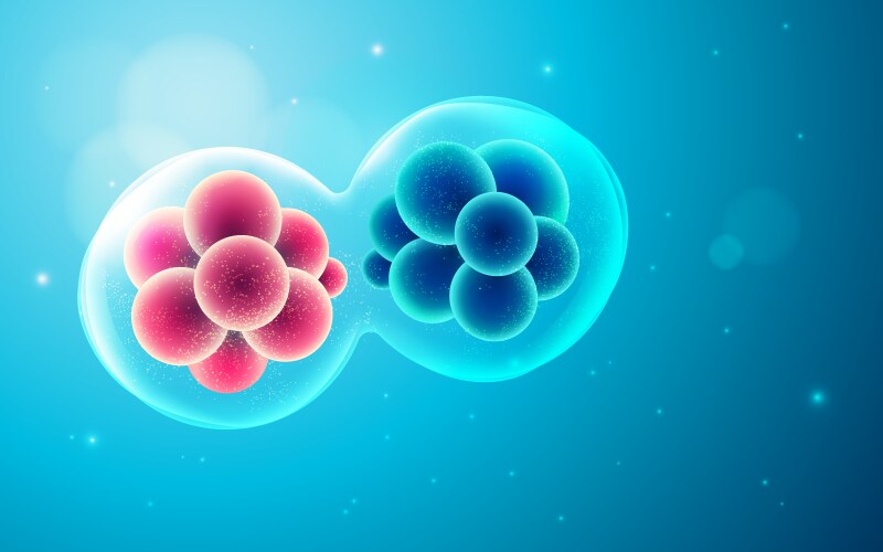 Meiosis phases Royalty Free Vector Image - VectorStock