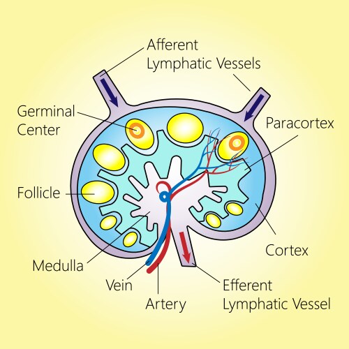 Lymph capillaries in the tissue spaces lymphatic Vector Image