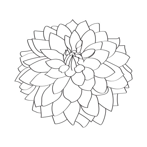 beautiful monochrome black and white dahlia flower vector image