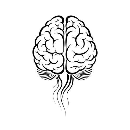Stylized Black & White Brain Anatomy Vector Image
