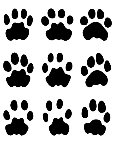 Leopard Footprints on White Vector Image