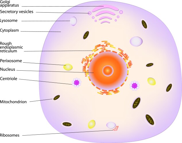 Mitosis scheme Royalty Free Vector Image - VectorStock