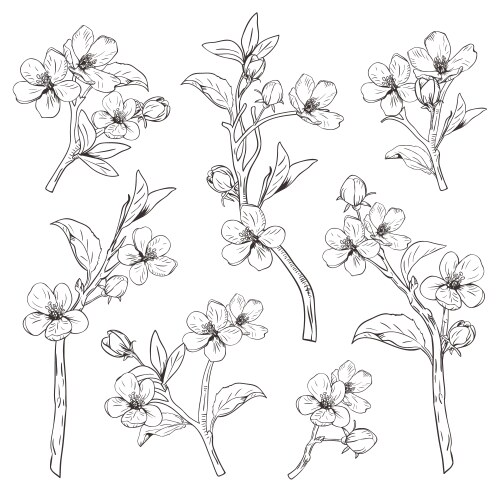 Elegant Blossom Branch Collection Vector Image
