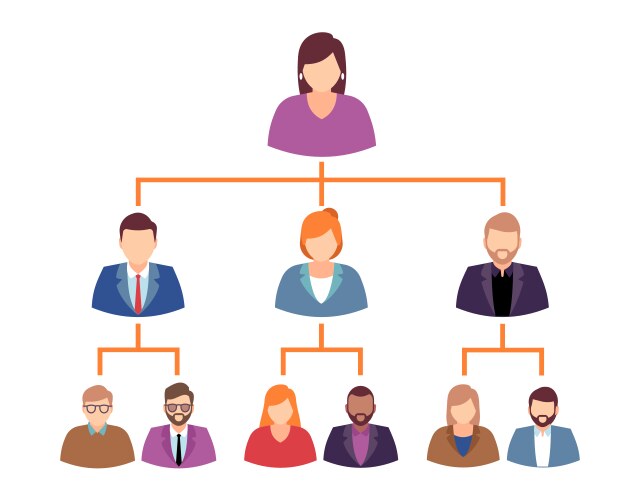 hierarchy in company or organizational chart vector