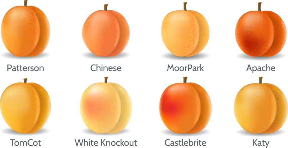 Apricot Vector Images (over 17,000)