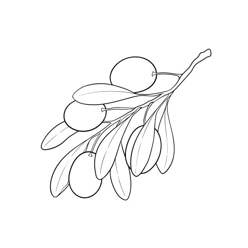 Black & White Olive Branch Vector Image